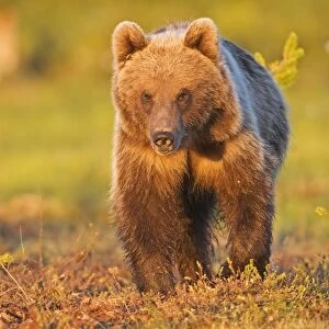 European Brown Bear (Ursus arctos arctos) adult, standing in boreal bog, in evening sunlight, Northeast Finland