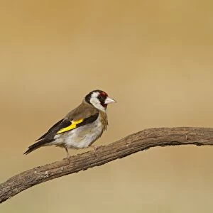 European Goldfinch (Carduelis carduelis) adult, perched on twig, Northern Spain, july