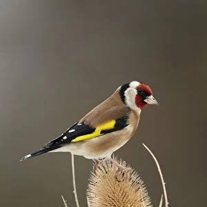 European Goldfinch (Carduelis carduelis) adult, feeding on teasel seedhead, Shropshire, England