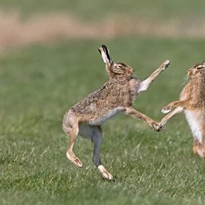 European Hare (Lepus europaeus) adult pair, boxing, female fighting off male in grass field, Suffolk, England, March