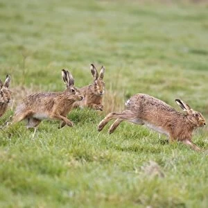 European Hare (Lepus europaeus) four adults, running, three males chasing one female in field, Suffolk, England, march