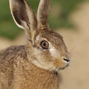 European Hare (Lepus europaeus) young, close-up of head, Leicestershire, England, june