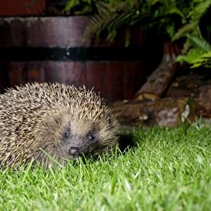 European Hedgehog (Erinaceus europaeus) adult, standing on garden lawn at night, Yorkshire, England, september