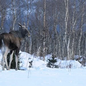 European Moose (Alces alces alces) adult, standing on snow at edge of birch forest habitat, Norway, february