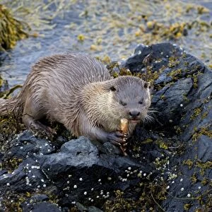 European Otter (Lutra lutra) adult male, feeding on fish, standing on seaweed covered rocks, Shetland Islands, Scotland, june
