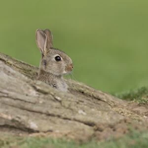 European Rabbit (Oryctolagus cuniculus) young, looking out from burrow between tree roots, Suffolk, England, June