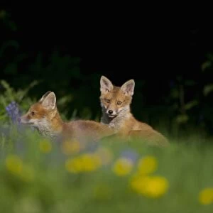 European Red Fox (Vulpes vulpes) two cubs, playfighting amongst wildflowers in meadow, in evening sunlight, Derbyshire, England, may