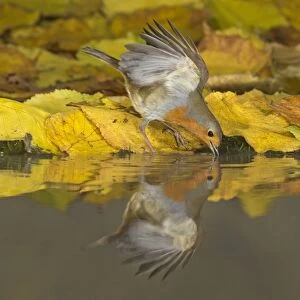 European Robin (Erithacus rubecula) adult, drinking, standing on fallen leaves at edge of water with reflection