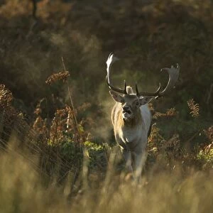 Fallow Deer (Dama dama) buck, calling, breath condensing in in cold air at dawn, during rutting season, Leicestershire, England, november
