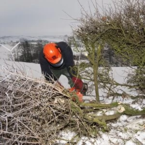 Farmer repairing old hedge in snow, cutting out old growth and relaying branches to make field boundry, Cumbria, England, december