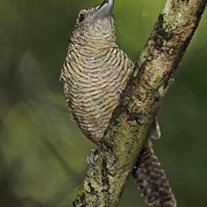 Fasciated Antshrike (Cymbilaimus lineatus fasciatus) adult female, perched on branch, Pipeline Road, Panama, November