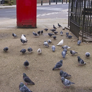 Feral Pigeon (Columba livia) adults, flock feeding on pavement beside red telephone box, Islington, Inner London
