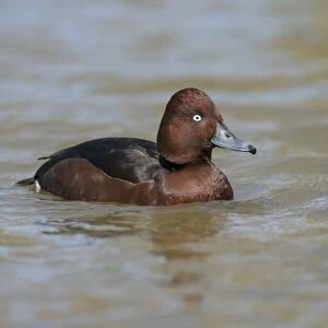 Ferruginous Duck (Aythya nyroca) adult male, swimming on river (captive)