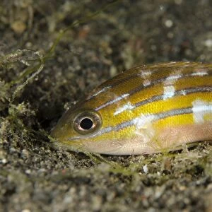 Five-lined Snapper (Lutjanus quinquelineatus) juvenile, with night colours, resting on black sand at night