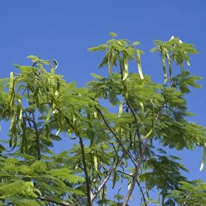 Flamboyant Tree (Delonix regia) leaves and seedpods, Grenada, Grenadines, Windward Islands, Lesser Antilles, August