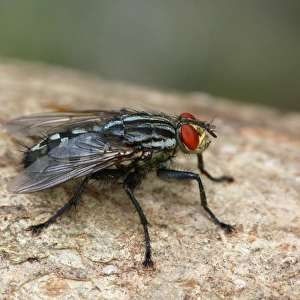 Flesh Fly (Sarcophaga carnaria) adult, resting on wooden fence, Cannobina Valley, Piedmont, Northern Italy, july