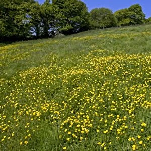 Flowering field buttercups, Ranunculus acris, a yellow carpet in green grass meadow on a bright spring day with trees