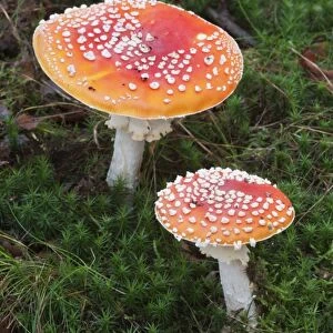 Fly Agaric (Amanita muscaria) fruiting bodies, growing amongst moss in woodland, Kent, England, november