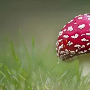 Fly Agaric (Amanita muscaria) fruiting body, growing amongst grass, Derbyshire, England, september