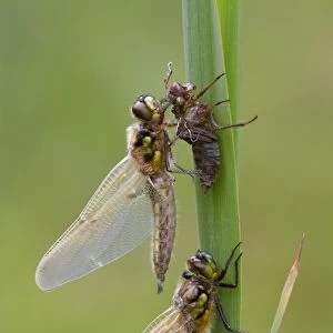 Four-spotted Chaser (Libellula quadrimaculata) two adults, newly emerged, one exuding drop of meconium from abdomen