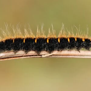 Fox Moth (Macrothylacia rubi) caterpillar, on bracken stem in lowland heathland, Godlingston Heath