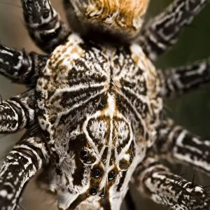 Funnel-web Nursery-web spider (Euprosthenops australis) adult, close-up of cephalothorax, Burkina Faso