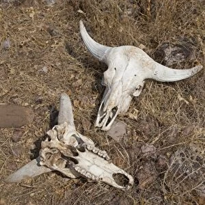 Gaur (Bos gaurus) two skulls, Maharashtra, India, February