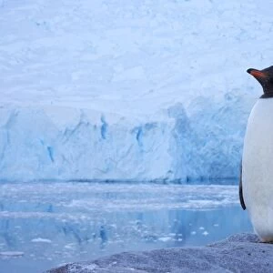Gentoo Penguin (Pygoscelis papua) adult, standing on rock, with glacier in background, Neko Harbour