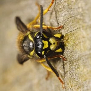 German Wasp (Vespula germanica) adult, collecting wood pulp from wooden fence for nest building material