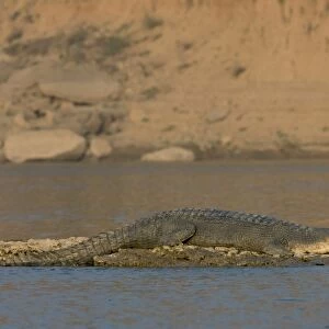 Gharial (Gavialis gangeticus) adult, resting on sand bank, Chambal River, Rajasthan, India, january