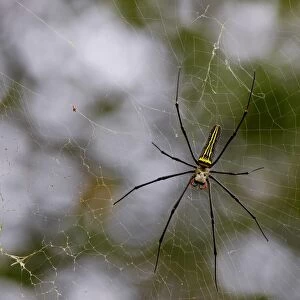 Giant Wood Spider (Nephila maculata) adult female, on web in lowland rainforest, Sinaraja Forest Reserve, Sri Lanka