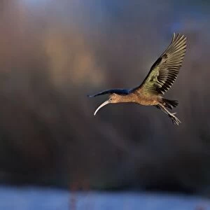 Glossy Ibis (Plegadis falcinellus) adult, non-breeding plumage, vagrant in flight, Norfolk, England, November