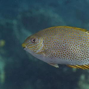 Gold-saddle Rabbitfish (Siganus guttatus) adult, swimming, Sipadan Island, Sabah, Borneo, Malaysia