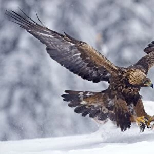 Golden Eagle (Aquila chrysaetos) adult, in flight, landing on snow, Finland, february