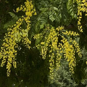 Golden Rain Tree (Koelreuteria paniculata) introduced species, close-up of flowers and fruits, France, August