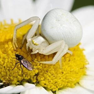 Goldenrod Crab Spider (Misumena vatia) adult female, about to pounce on unsuspecting fly prey