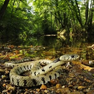 Grass Snake (Natrix natrix) adult, coiled beside stream in woodland habitat, Italy, August