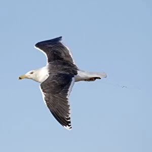 Great Black-backed Gull (Larus marinus) adult, non-breeding plumage, in flight, with fishing line tangled around leg