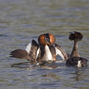 Great Crested Grebe (Podiceps cristatus) adult pair, with wings spread, in courtship display on water, River Thames, Henley-on-Thames, Thames Valley, Oxfordshire, England, april