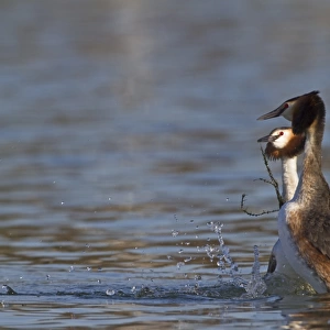 Great Crested Grebe (Podiceps cristatus) adult pair, with weed offering, in courtship display on water, River Thames, Henley-on-Thames, Thames Valley, Oxfordshire, England, march