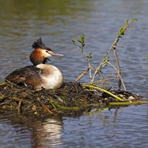 Great Crested Grebe (Podiceps cristatus) adult, sitting at nest on river backwater, River Thames, Berkshire, England