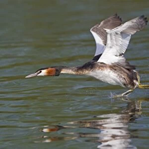 Great Crested Grebe (Podiceps cristatus) adult, taking off from water, River Thames, Henley-on-Thames, Thames Valley, Oxfordshire, England, april