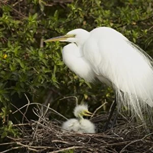 Great Egret (Casmerodius albus) adult, breeding plumage, with chick at nest, Florida, U. S. A. February