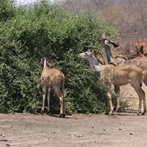 Greater Kudu (Tragelaphus strepsiceros) adult female, immature male and immature female, feeding, browsing on bush, Chobe N. P. Botswana