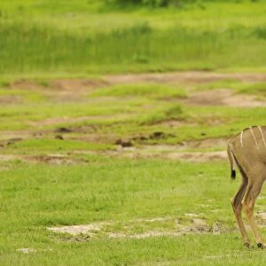 Greater Kudu (Tragelaphus strepsiceros) adult male, standing in habitat, Ruaha N. P. Tanzania