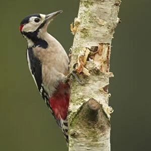 Greater Spotted Woodpecker (Dendrocopus major) adult male, foraging, climbing up silver birch trunk, Shropshire, England
