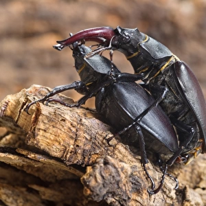 Greater Stag Beetle (Lucanus cervus) adult pair, mating, Italy, July
