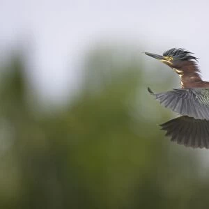 Green Heron (Butorides virescens) adult, in flight, Everglades N. P. Florida, U. S. A