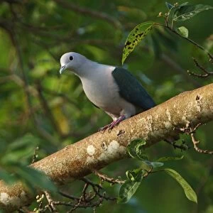Pigeons Canvas Print Collection: Green Imperial Pigeon