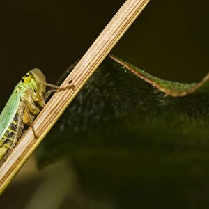 Green Leafhopper (Cicadella viridis) adult, resting on stem, Downe Bank Nature Reserve, North Downs, Kent, England